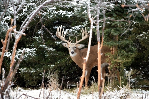 What is High Fence Whitetail Hunting and Why is South Dakota the Best Place for It?